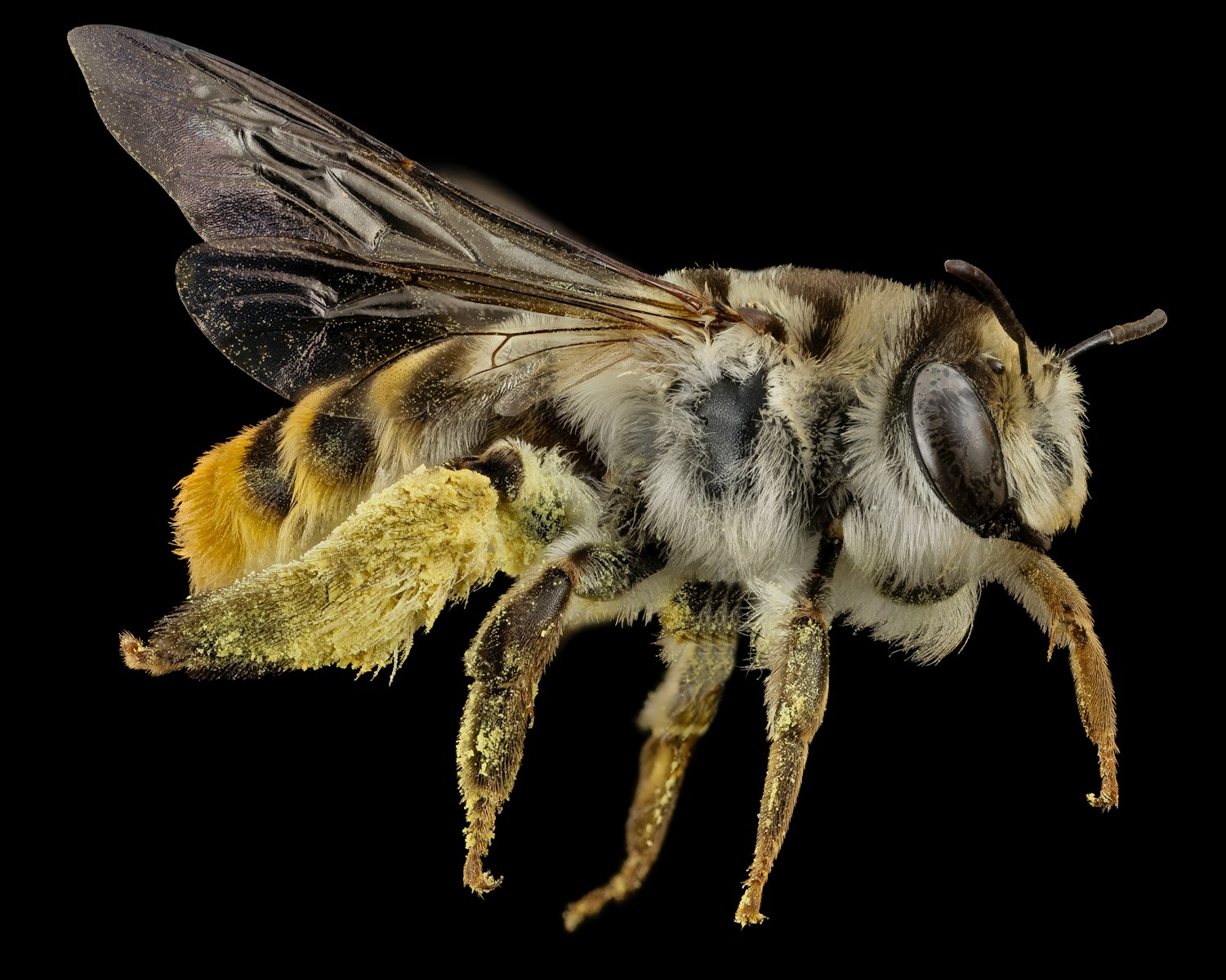 black and yellow bee on brown stem
